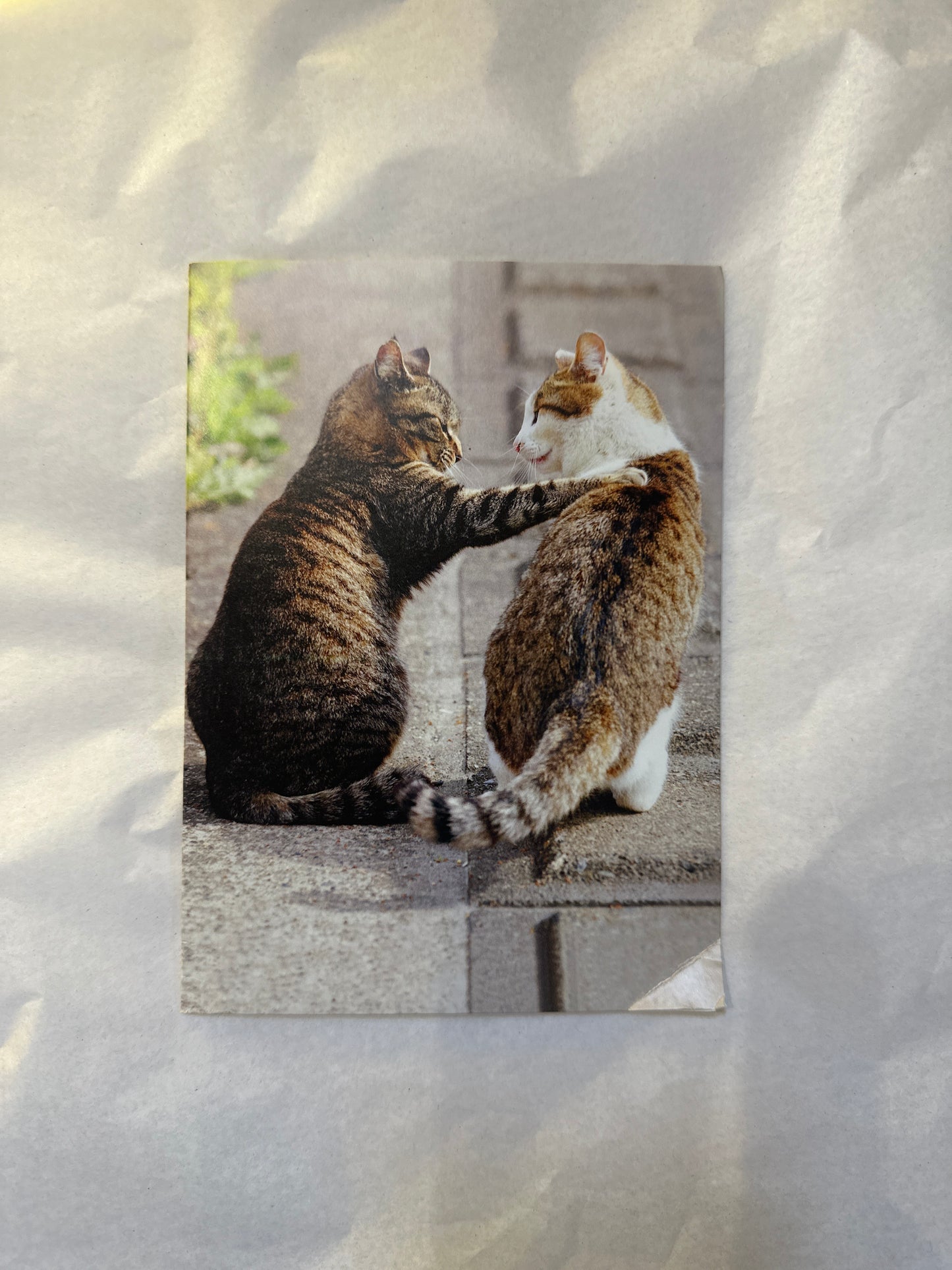 Supportive Cats Card