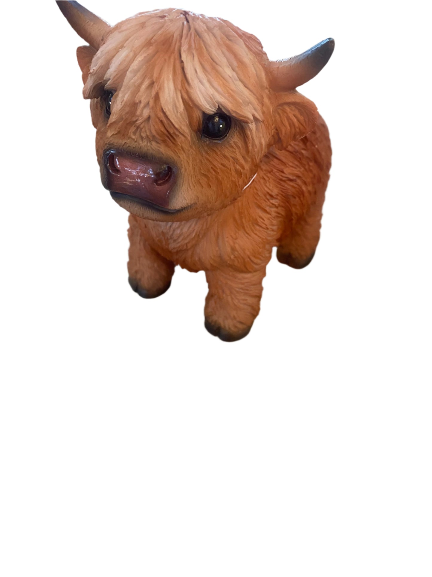 Highland Cow
