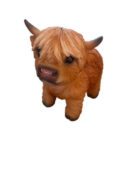 Highland Cow