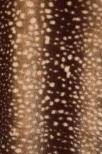 LE LIS - Faux Fur Deer Print Zip Jacket