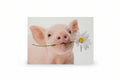 PIG HOLDS FLOWER