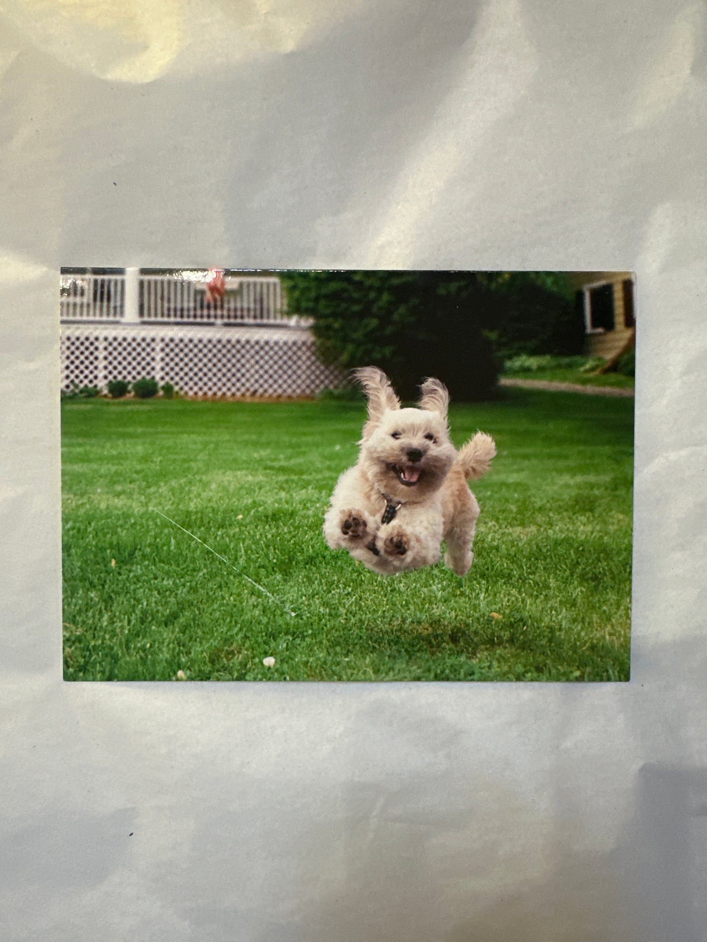 Live Life Like Someone Left the Gate Open Card