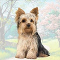 Yorkie Sitting Stone Coaster