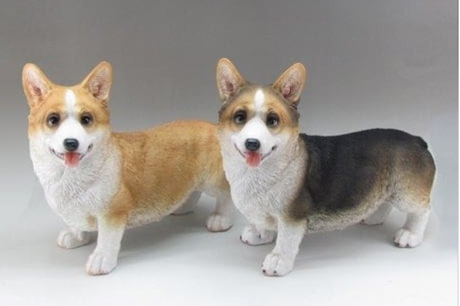 Corgi Standing
