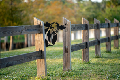 Laser Cut Peeking Farm Animal Decor