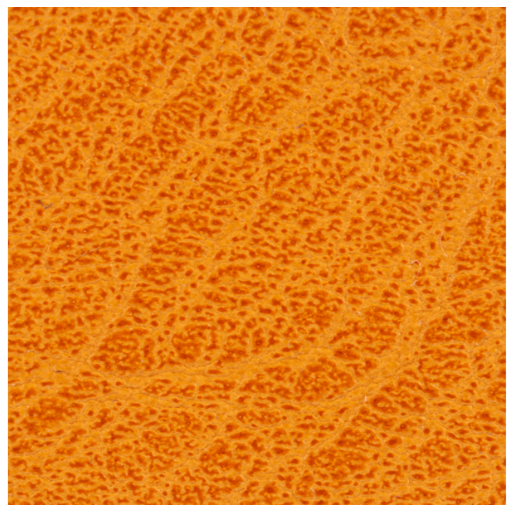 Foldover Crossbody Wristlet Wallet