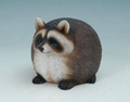 Healthy Raccoon