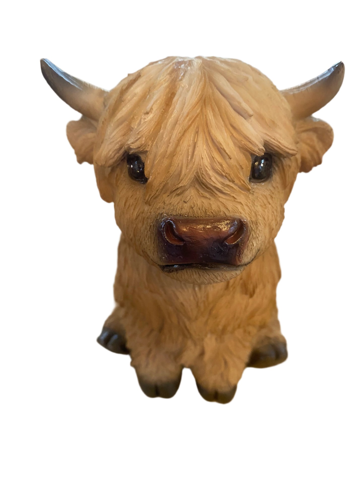 Highland Cow