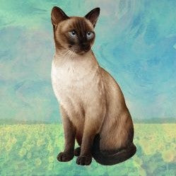 Siamese Cat Sitting Stone Coaster