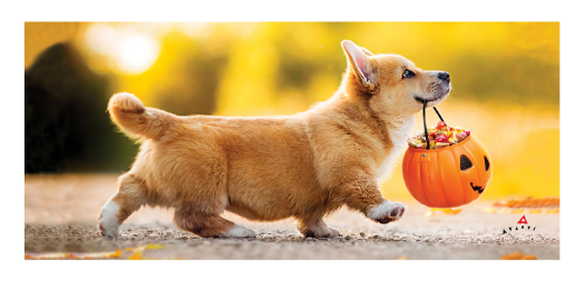 Trick or Treat Puppy Sassafras Switch Mat
