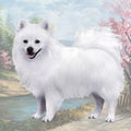American Eskimo Standing Stone Coaster