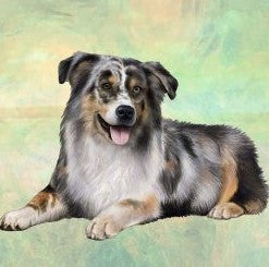 Australian Shepherd Laying Stone Coasters