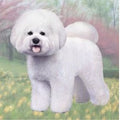 Bichon Frise Standing Stone Coaster