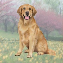 Golden Retriever Sitting Coaster