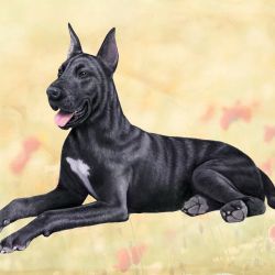 Great Dane Black Coaster