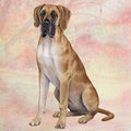 Great Dane Fawn Coaster