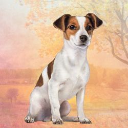 Jack Russell Terrier Coaster