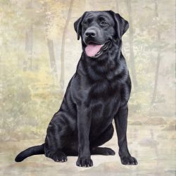 Black Lab Sitting Coaster
